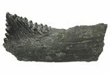 Bizarre Shark (Edestus) Jaw Section with Tooth - Carboniferous #269638-1